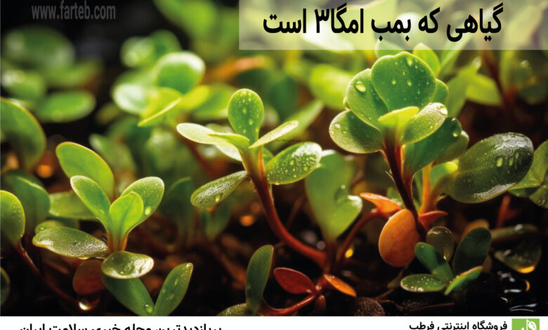 گیاهی که بمب امگا3 است
