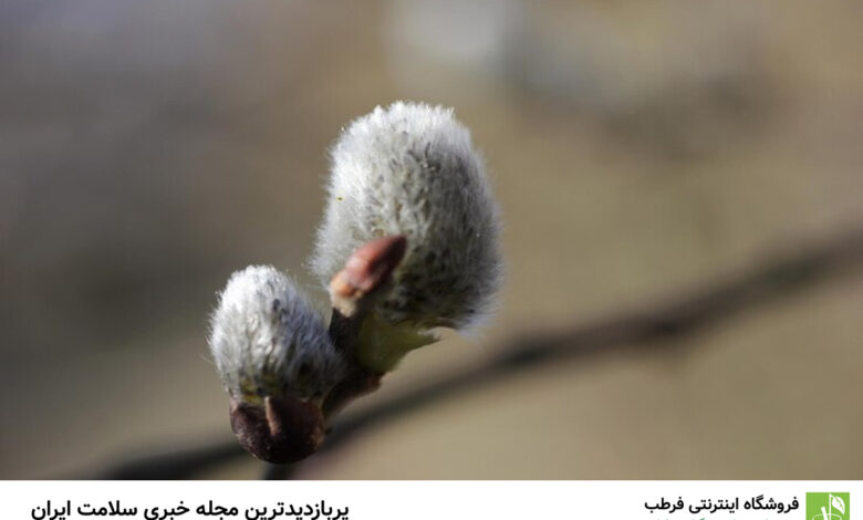 عرق گیاهی معجزه‌آسا با تاثیری مشابه آسپرین در بدن