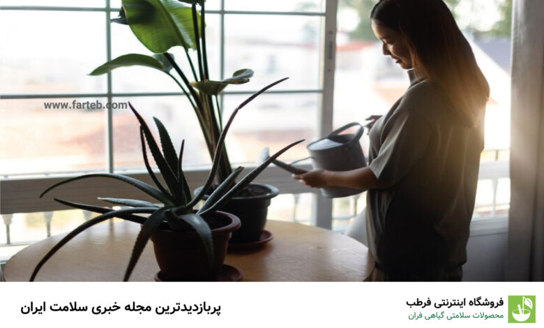 بهترین گیاهان آپارتمانی اکسیژن ساز برای آلودگی هوا