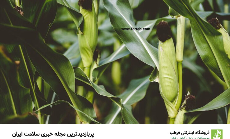 گیاهی که دفع کننده سنگ کلیه می باشد