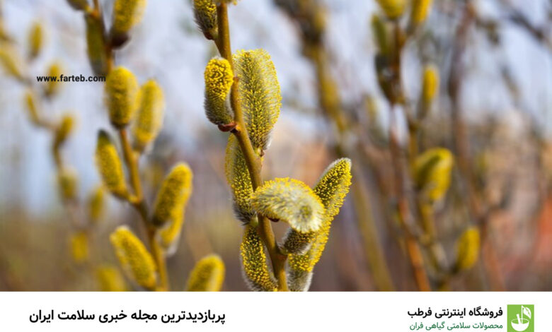 دفع سنگ کیسه صفرا، حل مشکلات گوارشی و درمان طبیعی انواع درد با این گیاه