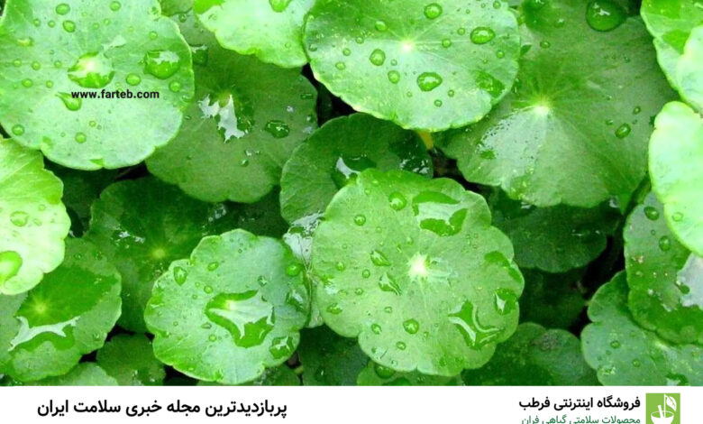 تقویت حافظه و بهبود عملکرد عصبی تا 120 سالگی با این گیاه معروف به طول عمر