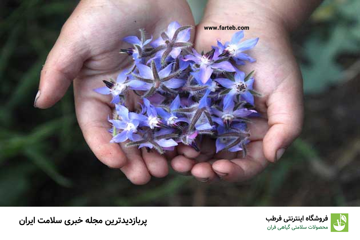 فواید گل گاوزبان در کنترل و تنظیم فشار خون: راهکاری طبیعی