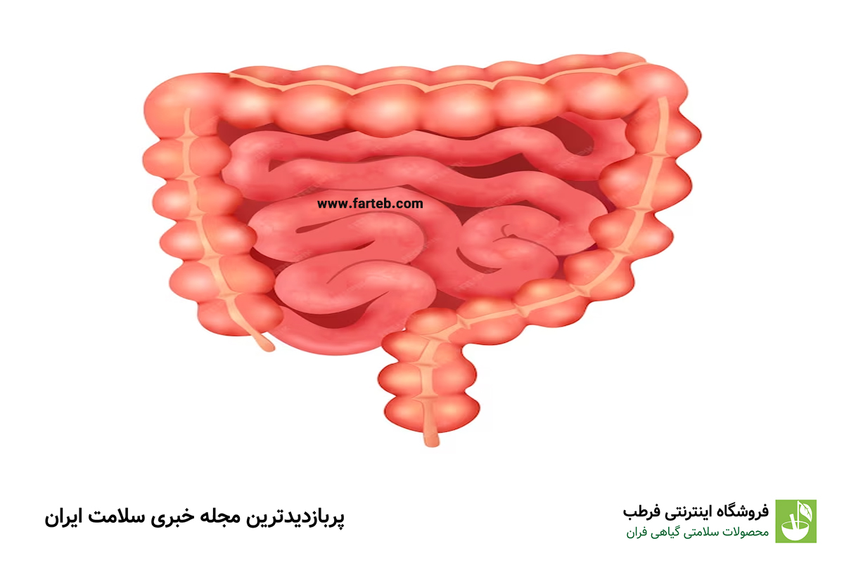 ۵ ماده غذایی فوق‌العاده برای تقویت سلامت روده: رازی برای بهبود هضم