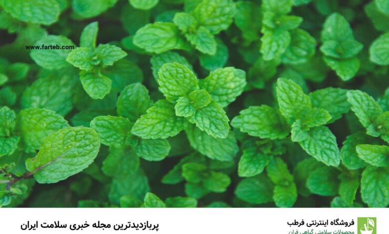 درمان کننده سنگ مثانه و کلیه، درمان عفونت های تنفسی و دردقاعدگی و پیچش روده با برگ این گیاه