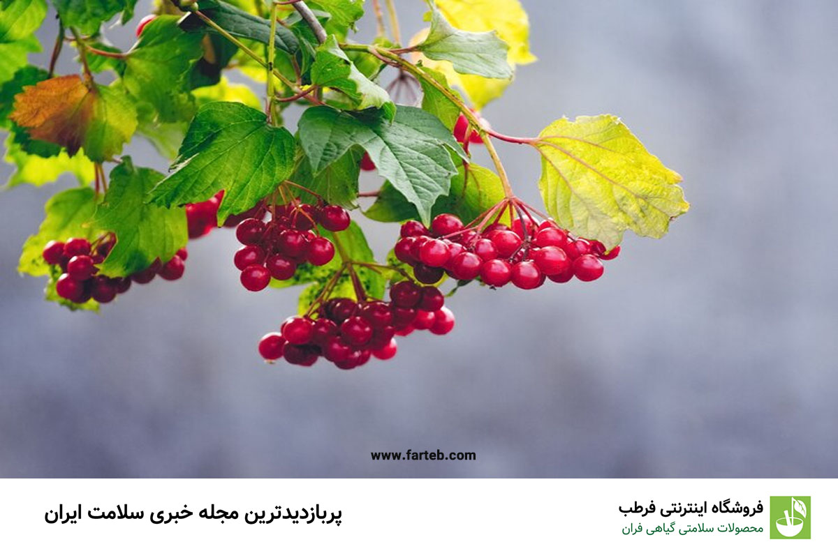 کاهش علائم تپش قلب و بهبود عملکرد قلب با یک گیاه خوش‌رنگ