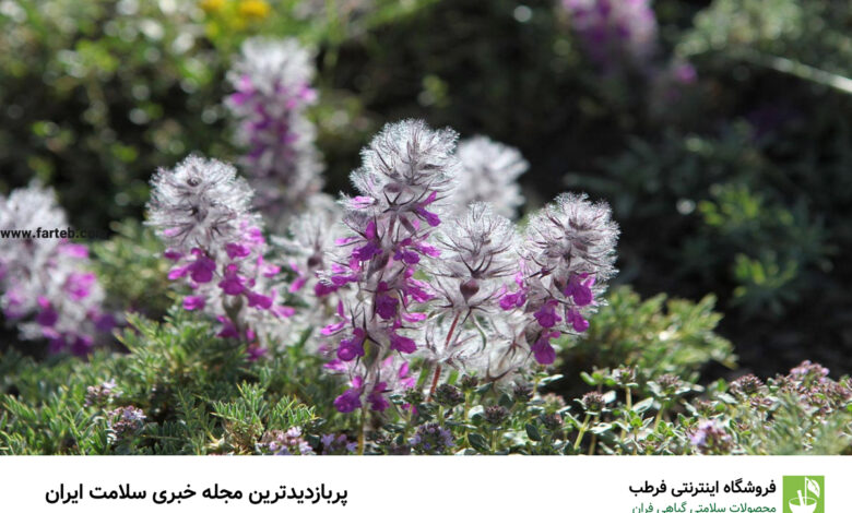 پاکسازی کامل رحم و حل تمام مشکلات رحمی و تضمین سلامت جنسی مردان با این چای | یک ریه سالم و استخوان فولادی فقط با یک چای
