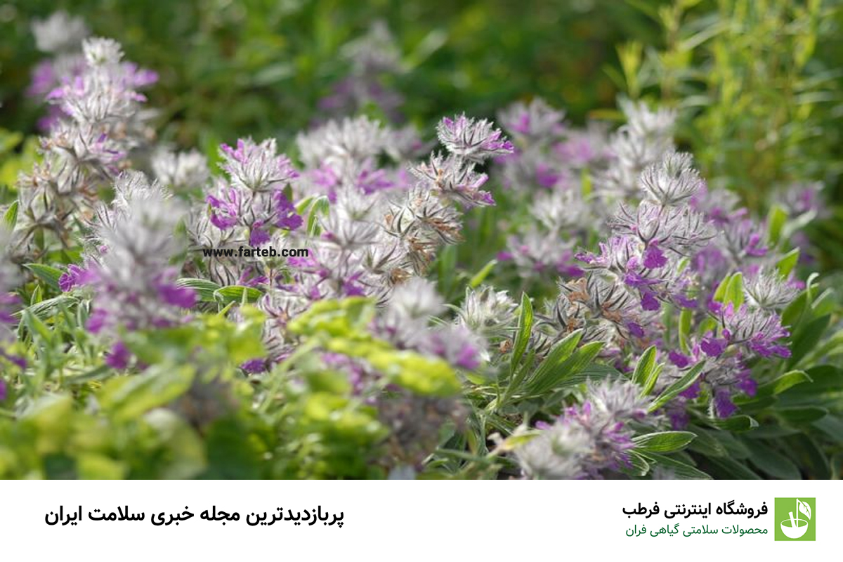 خواص چای کوهی برای مردان