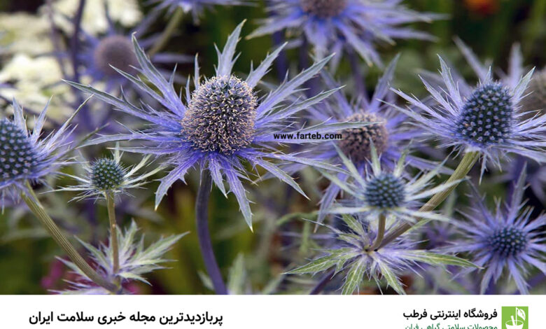 خواص دارویی گیاه "چوچاق" و عوارض آن