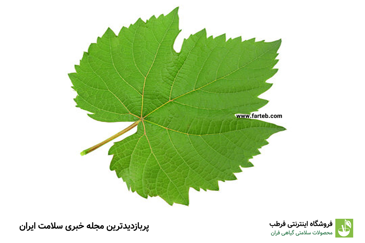 کشف فواید شگفت‌انگیز برگ انگور: چرا باید آن را در رژیم غذایی خود بگنجانیم؟