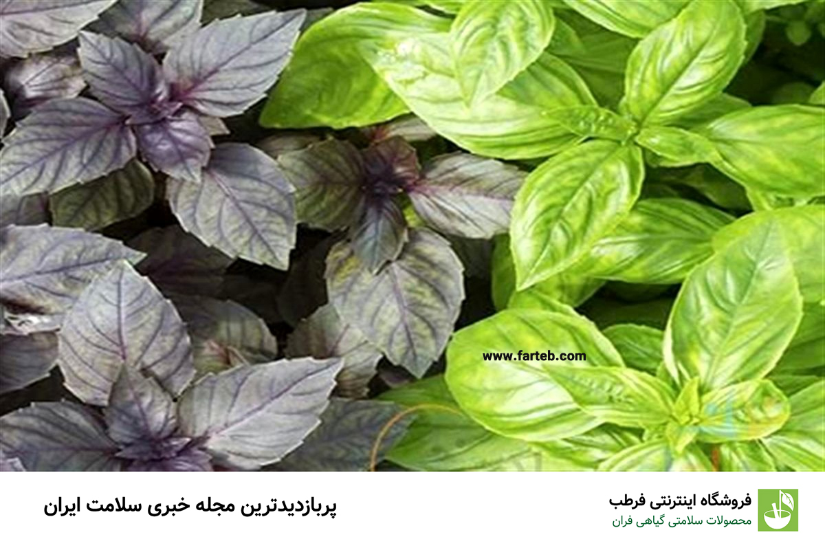 کشف قدرتمندترین گیاه ضد درد خانگی: راهنمای کامل استفاده از آن برای تسکین درد