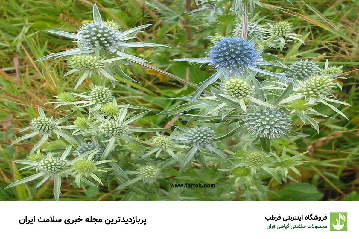 خواص دارویی گیاه "چوچاق" و عوارض آن