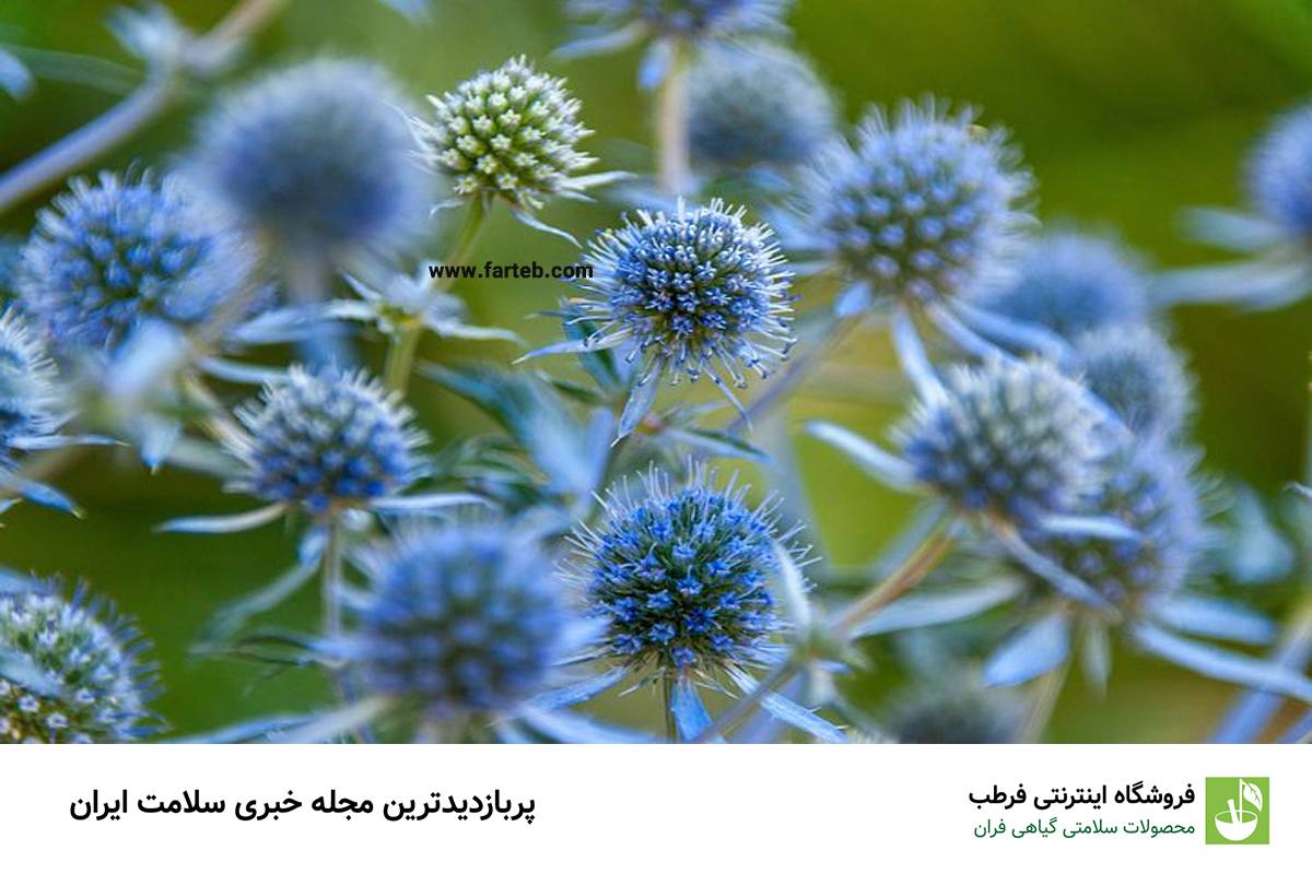 خواص دارویی گیاه "چوچاق" و عوارض آن
