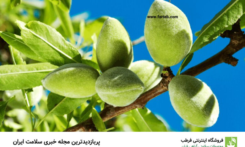 کشف میوه ای شگفت انگیز با فسفر بالا: تاثیر معجزه آسا بر سلامت آقایان