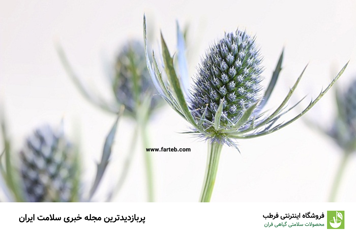خواص دارویی گیاه "چوچاق" و عوارض آن