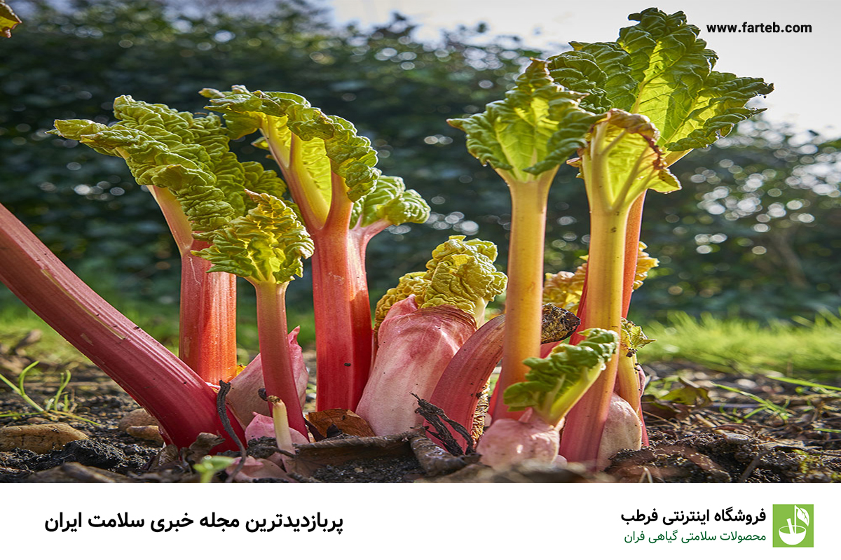 راهکارهای طبیعی برای پیشگیری و درمان یبوست در کودکان: فواید استفاده از ریواس