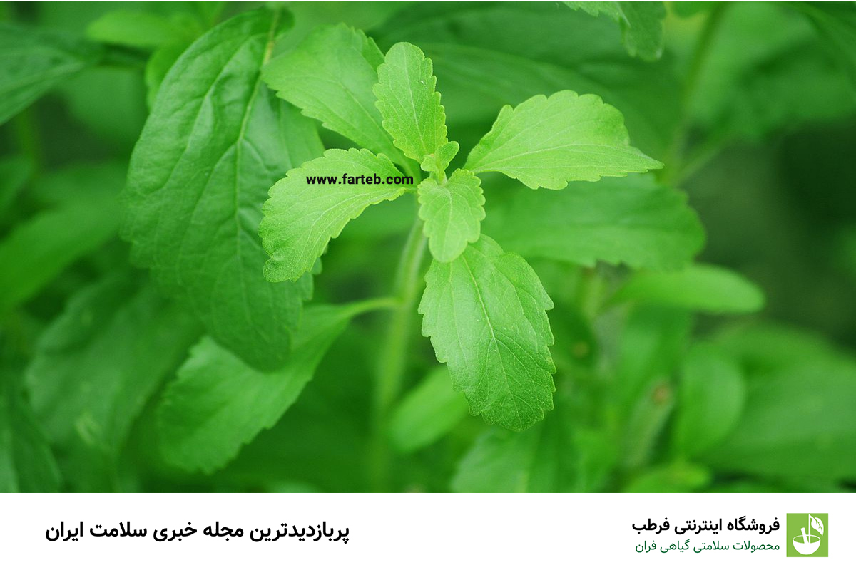 این گیاه یک جایگزین سالم برای قند مصنوعی