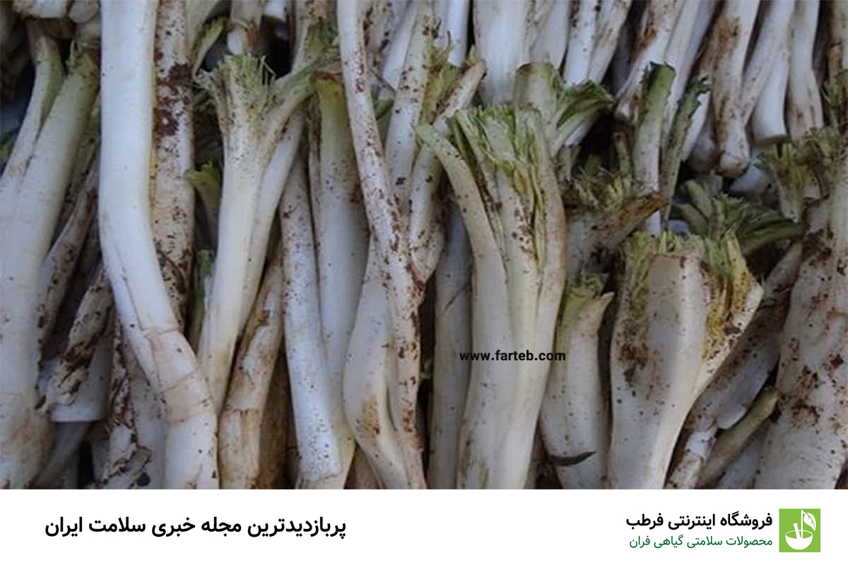 کشف ۷ خاصیت باورنکردنی کنگر برای سلامتی: معجزه‌ای برای بدن شما