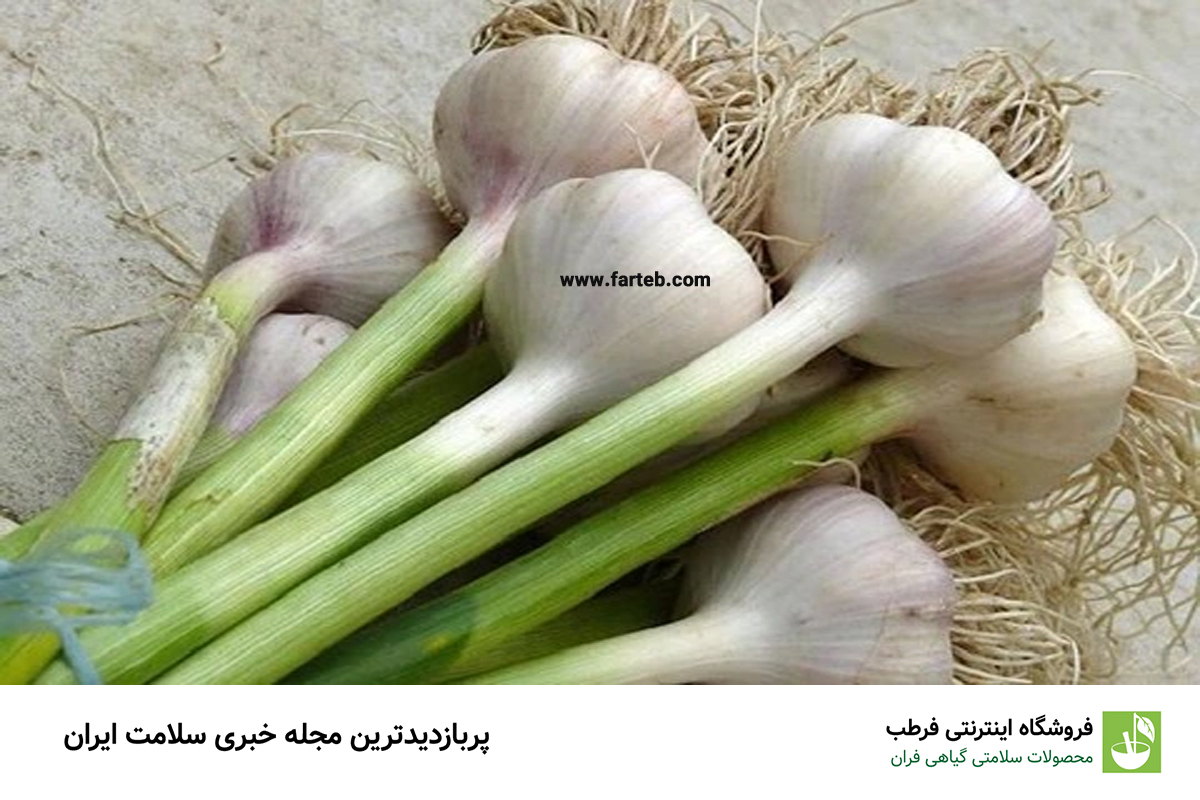 کشف فواید شگفتانگیز برگ سیر: نیروی طبیعت در بهبود سلامتی