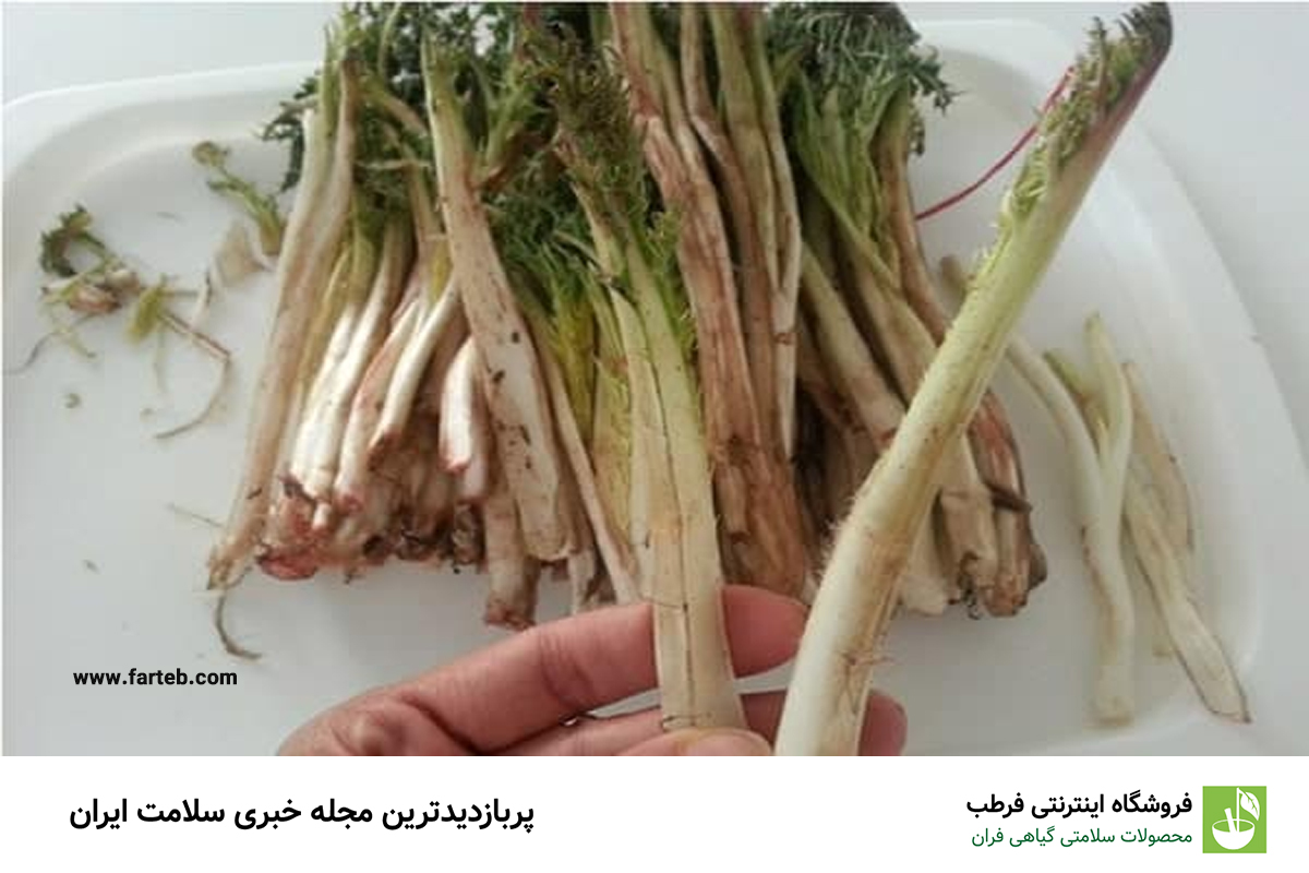 کشف ۷ خاصیت باورنکردنی کنگر برای سلامتی: معجزه‌ای برای بدن شما