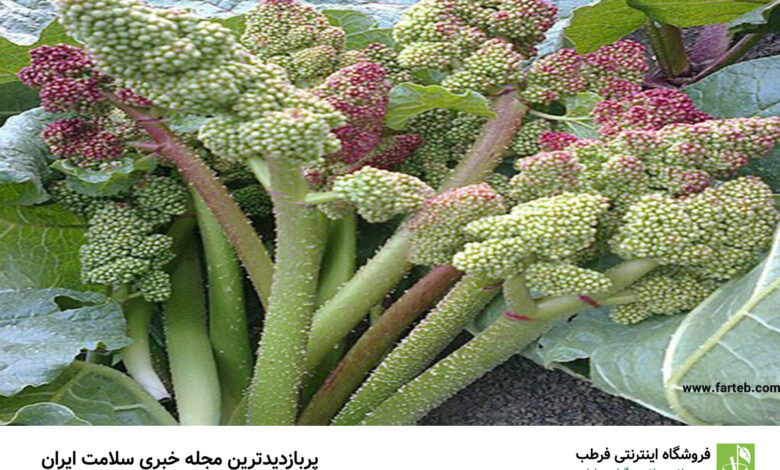 راهکارهای طبیعی برای پیشگیری و درمان یبوست در کودکان: فواید استفاده از ریواس