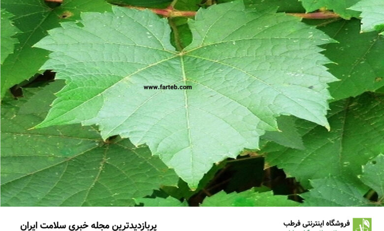 کشف فواید شگفت‌انگیز برگ انگور: چرا باید آن را در رژیم غذایی خود بگنجانیم؟