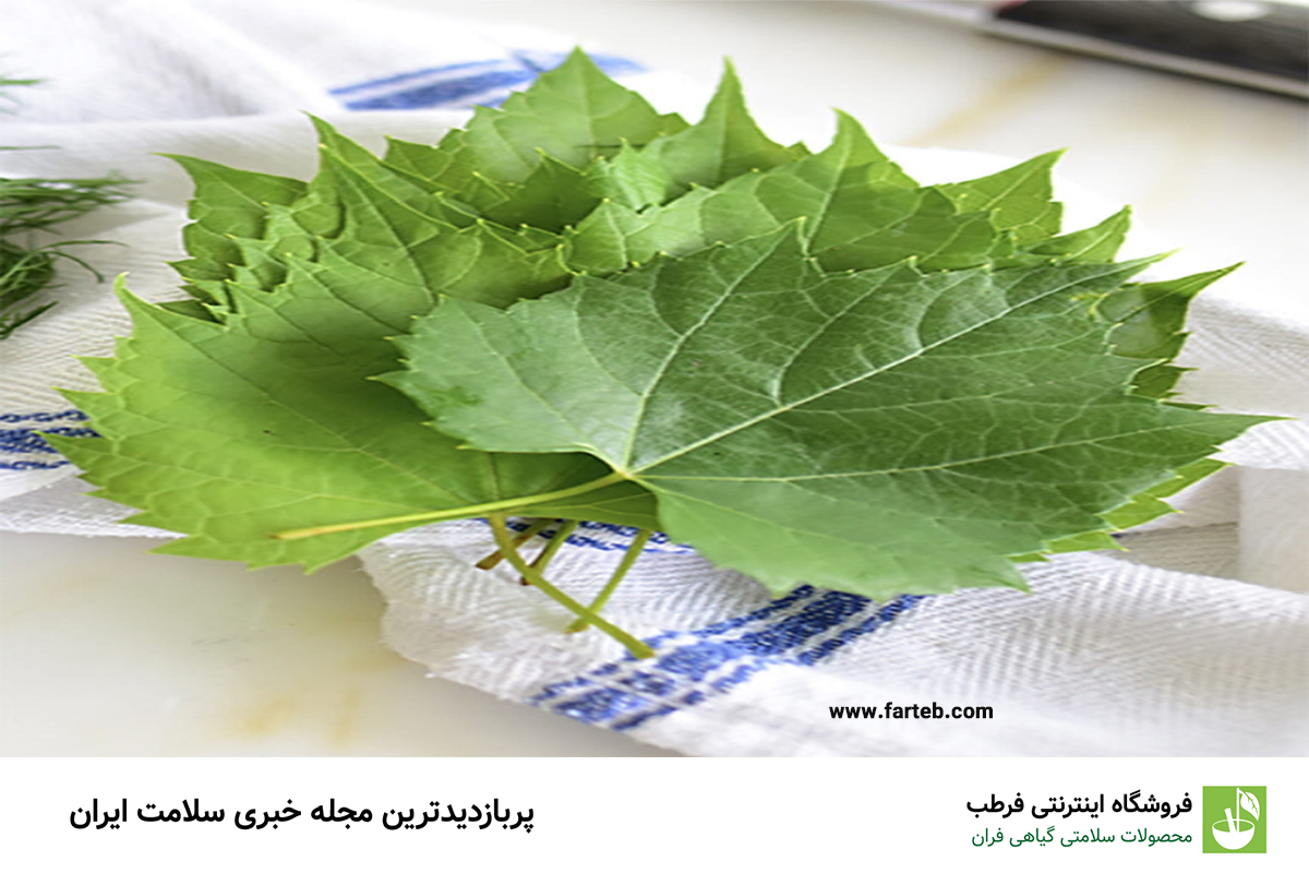 کشف فواید شگفت‌انگیز برگ انگور: چرا باید آن را در رژیم غذایی خود بگنجانیم؟