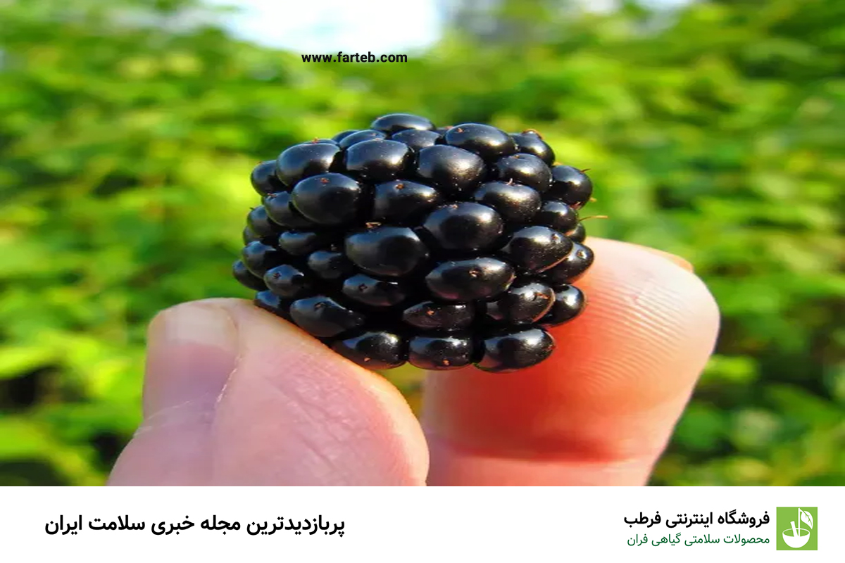 توت سیاه: ۸ فایده شگفت‌انگیز برای سلامتی که نمی‌دانستید