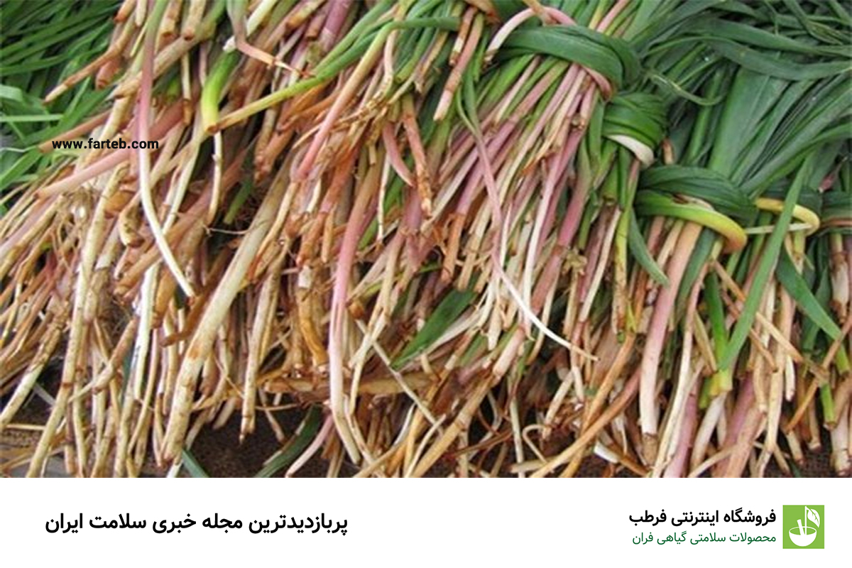 خواص گیاه معجزه گر شنگ و روش مصرف آن
