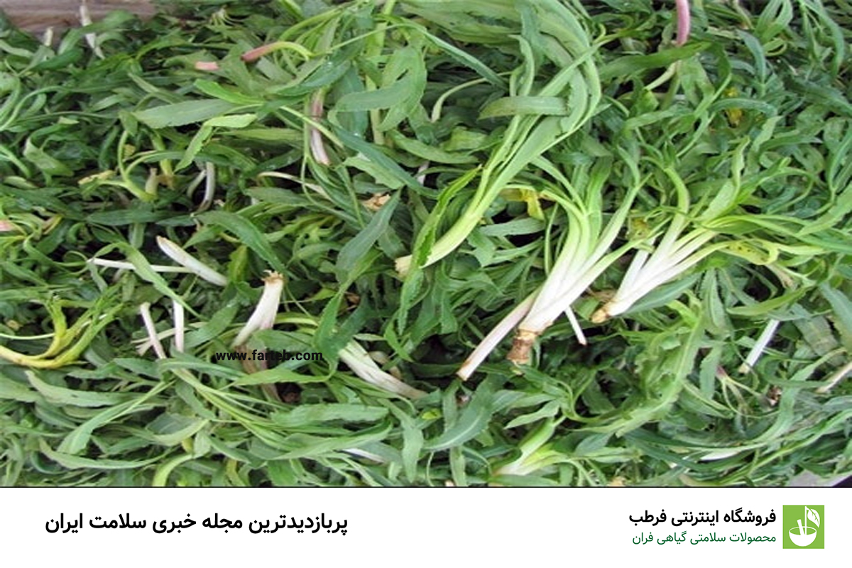 خواص گیاه معجزه گر شنگ و روش مصرف آن