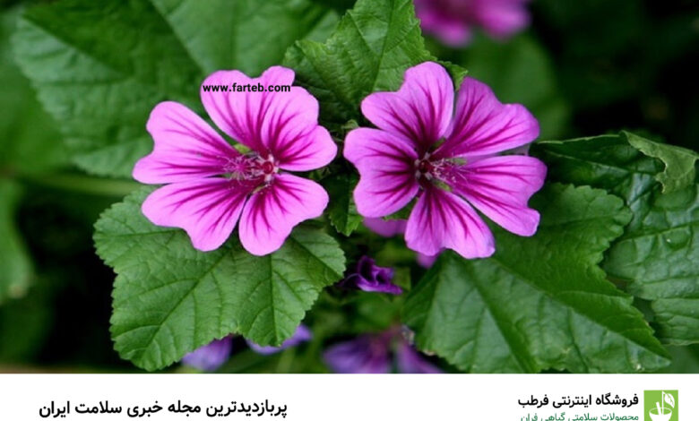 خواص پنیرک چیست و در درمان چه بیماریهایی مؤثر است