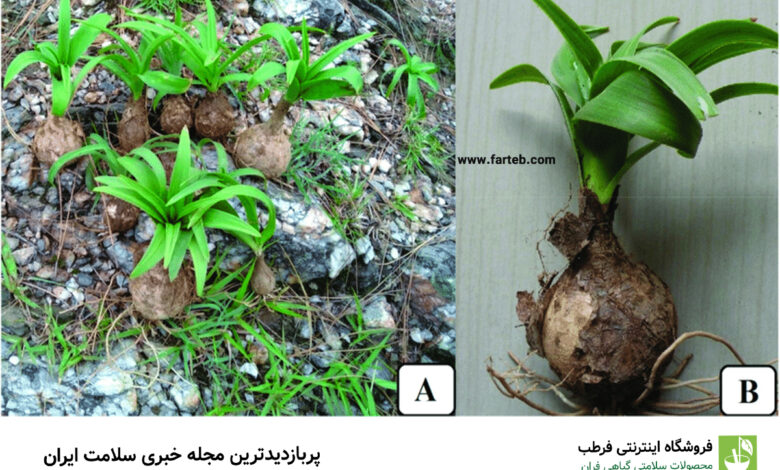 خواص پیاز عنصل برای سلامت و درمان بیماری‌ها
