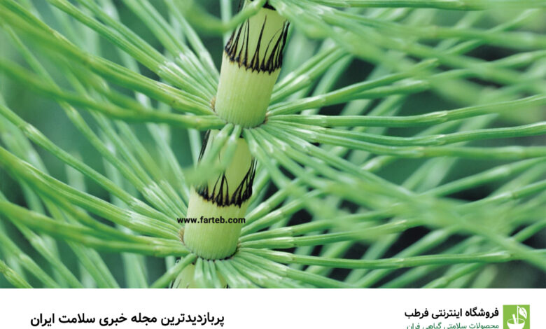 گیاه دم اسب و خواص اعجاب‌آور آن