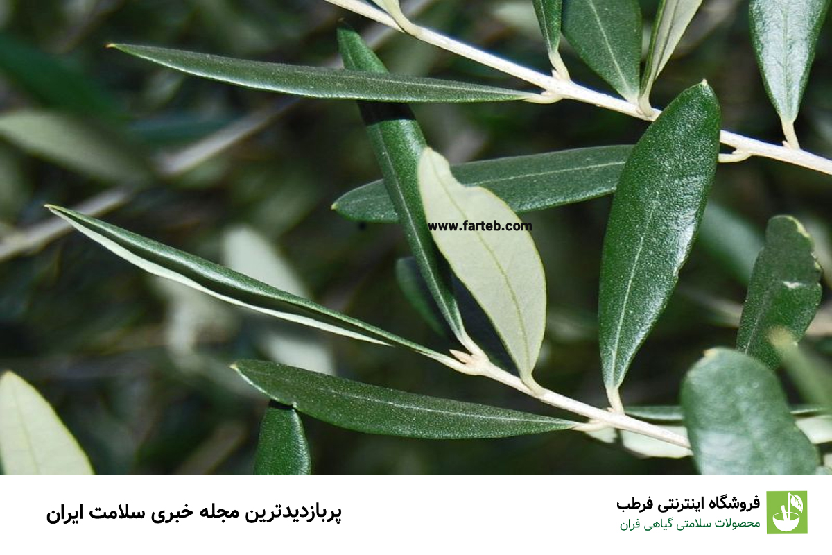 برگ درخت زیتون: دم‌کرده‌ای مفید برای کاهش فشار خون
