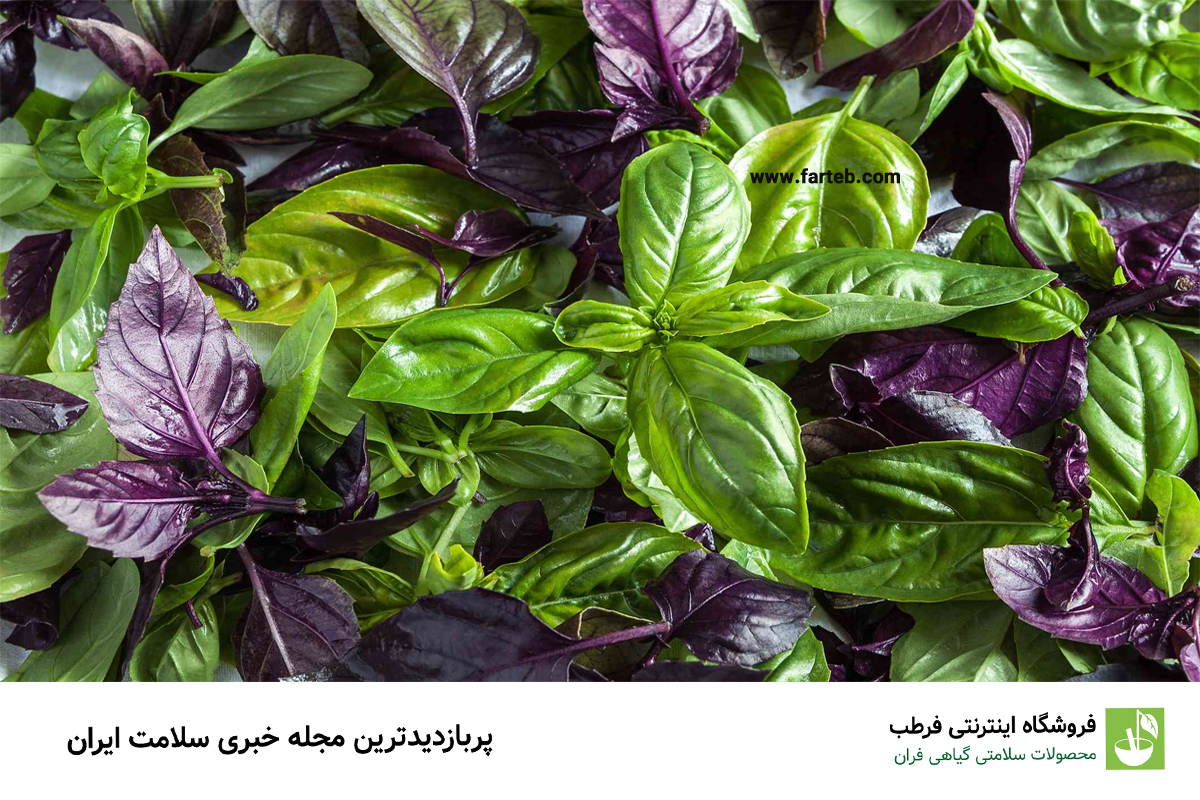 ریحان: گیاهی خوش‌طعم و کاهنده فشار خون