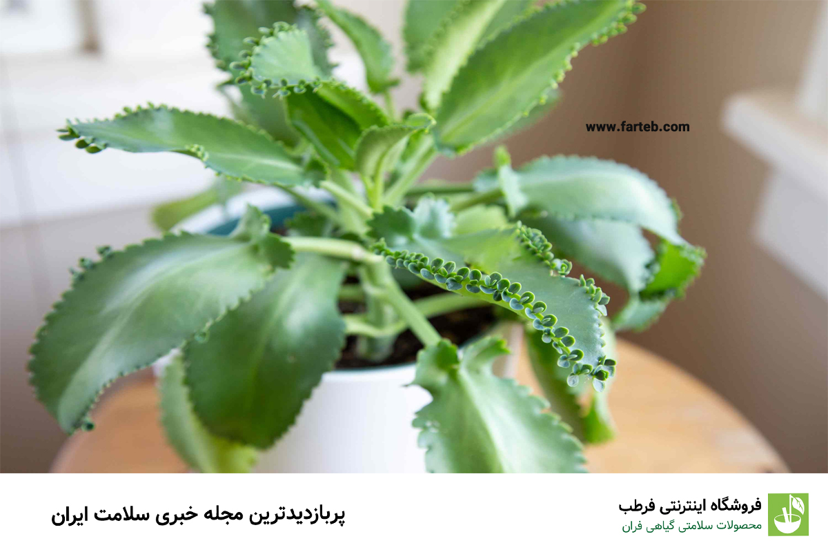 فواید و خواص درمانی گیاه اشک تمساح