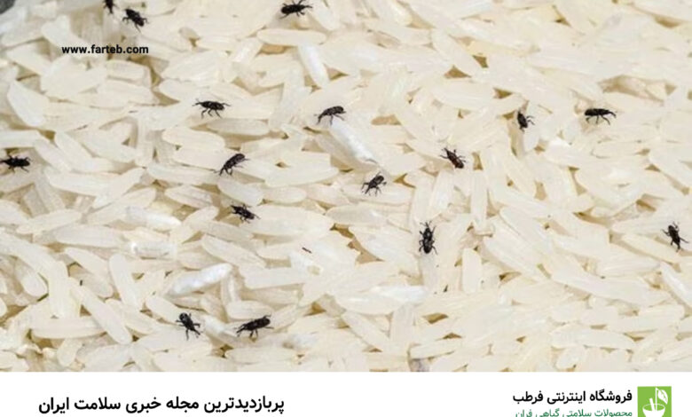حشره برنج چیست؟ 3 راه از بین بردن تضمینی این حشره