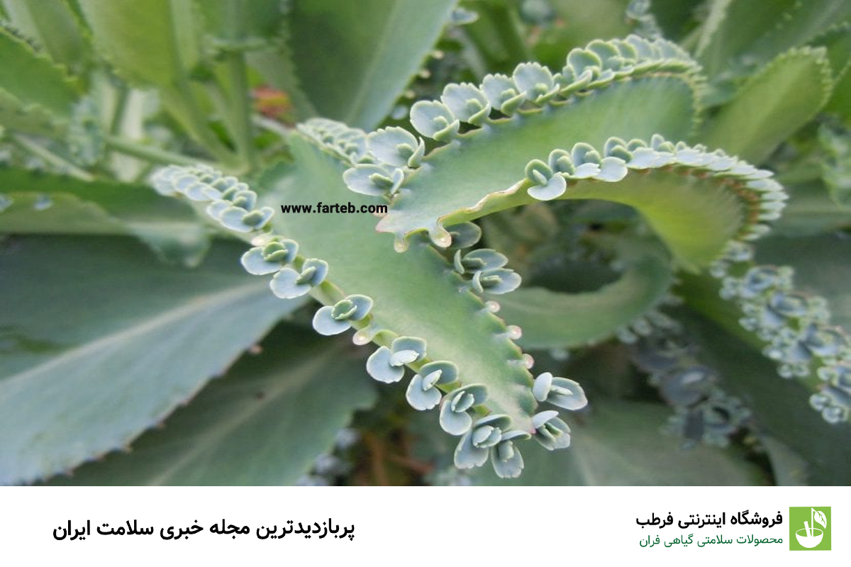 فواید و خواص درمانی گیاه اشک تمساح