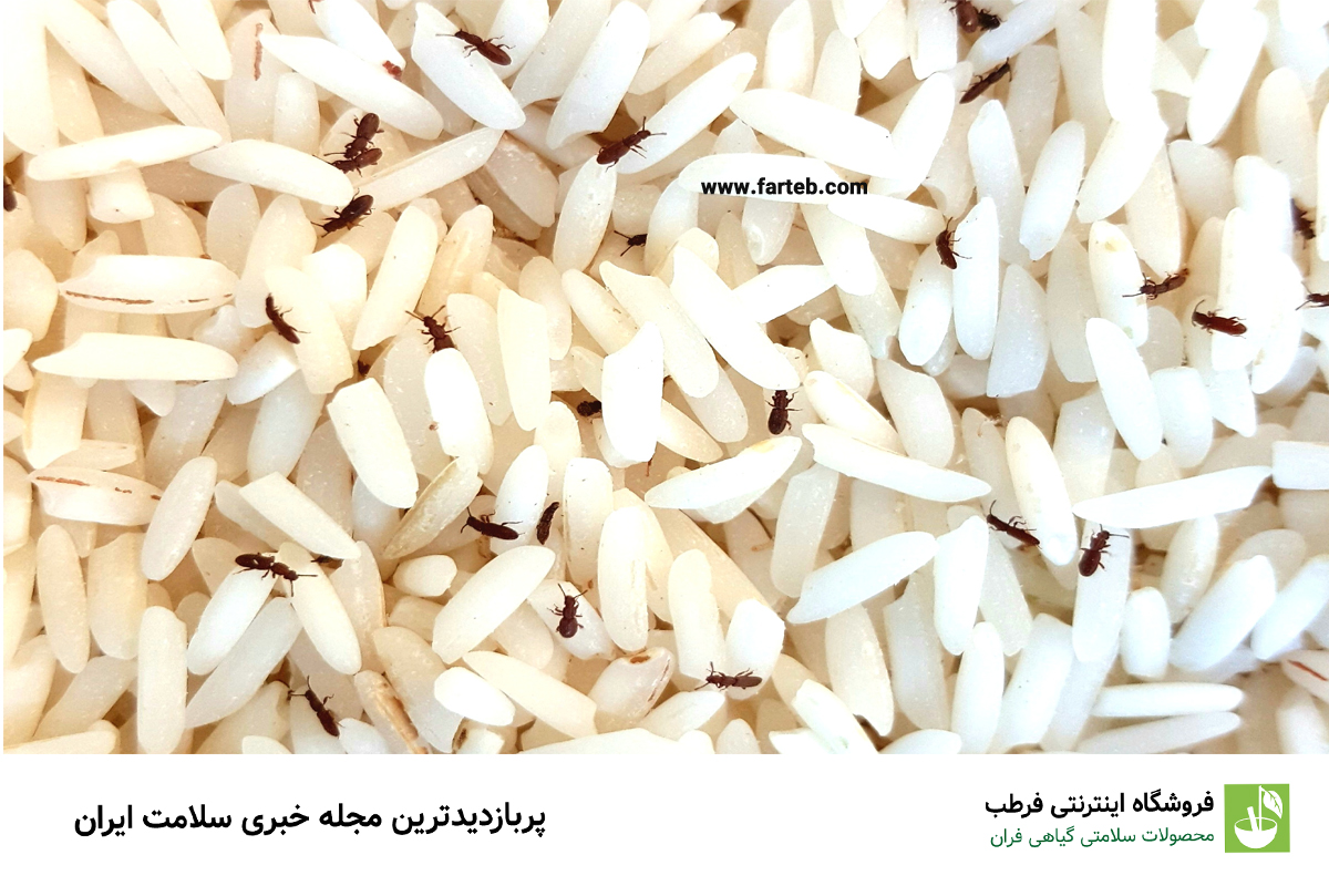 حشره برنج چیست؟ 3 راه از بین بردن تضمینی این حشره