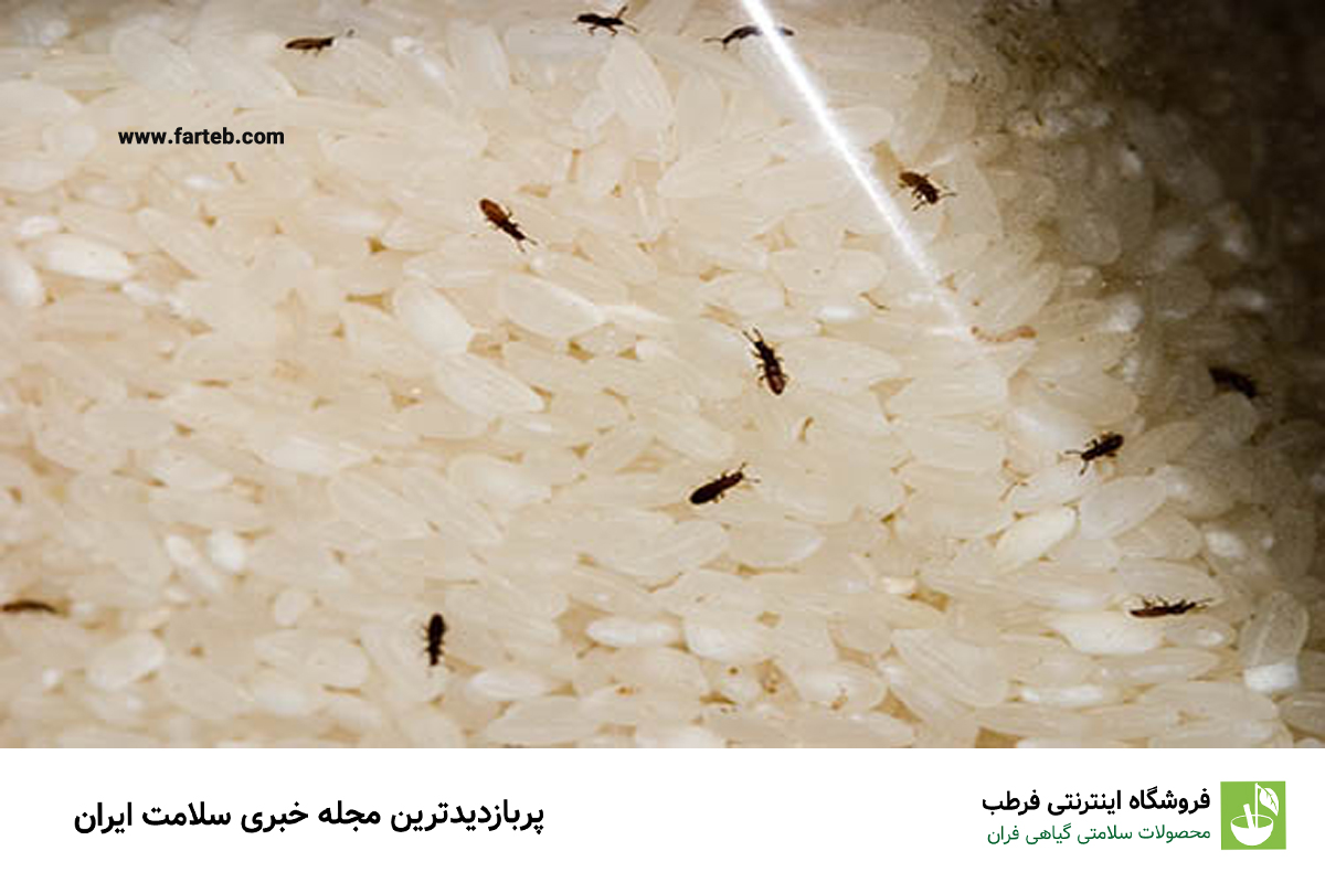 حشره برنج چیست؟ 3 راه از بین بردن تضمینی این حشره