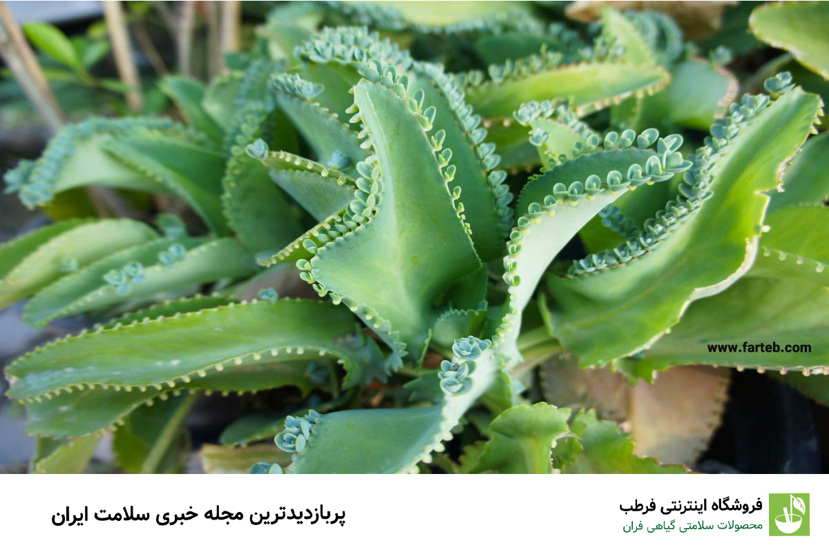 فواید و خواص درمانی گیاه اشک تمساح