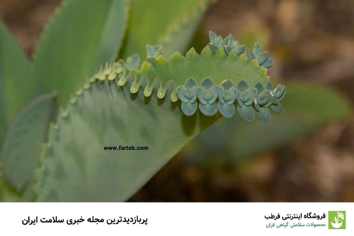 فواید و خواص درمانی گیاه اشک تمساح