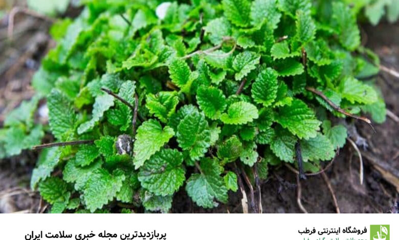 گیاه مورد علاقه ابوعلی سینا و راز سلامتی طبیعی
