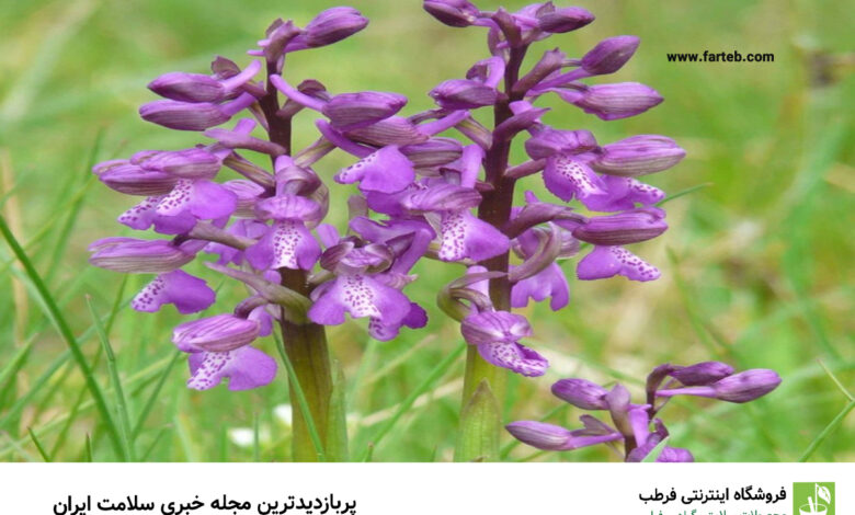 خواص گیاه ثعلب برای سلامت و درمان