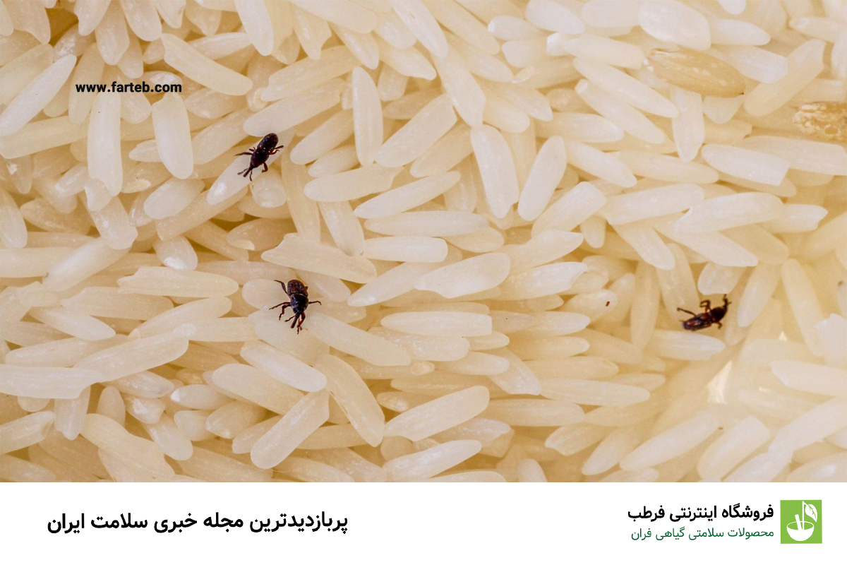 حشره برنج چیست؟ 3 راه از بین بردن تضمینی این حشره