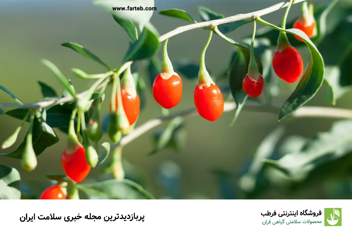 توت گوجی: اکسیر سنتی برای سلامت چشم‌ها