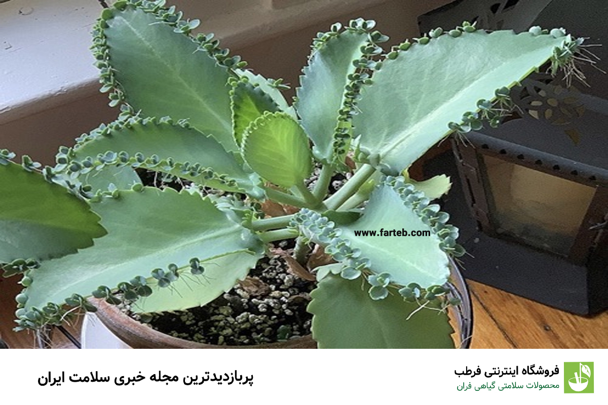 فواید و خواص درمانی گیاه اشک تمساح