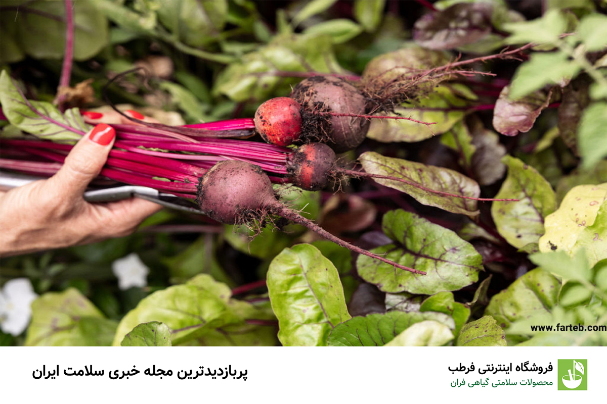 برگ چغندر: سبزی کم‌کالری و غنی از ویتامین K
