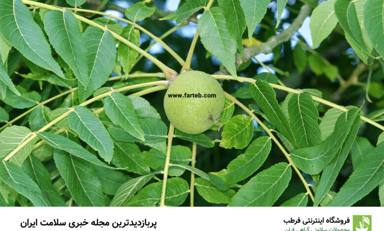 خاصیت برگ گردو (12 خاصیت فوق العاده)