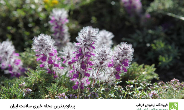 خواص چای کوهی برای بدن (10 خاصیت)